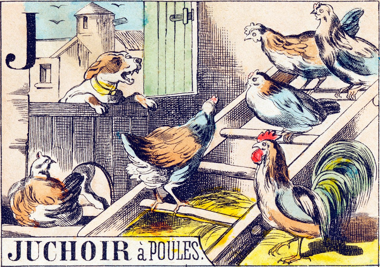 J: Chicken Roost - 
