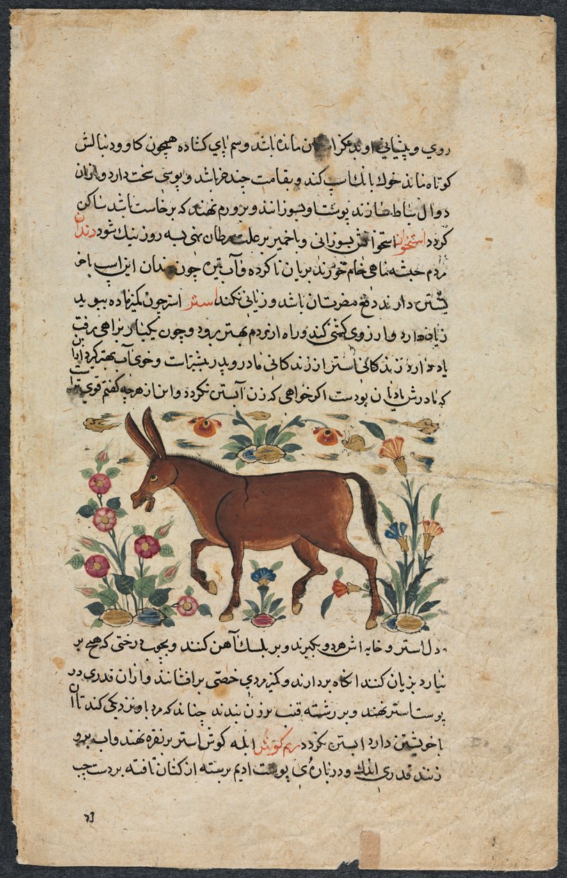 Khar (Ass), from a Nuzhat-nama-yi ala