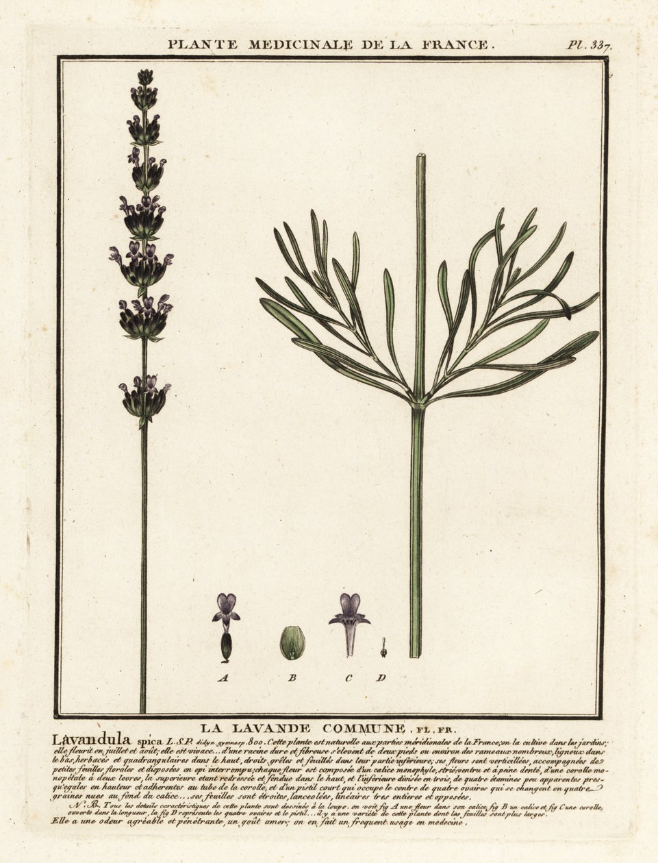 Lavender, Lavandula angustifolia by Unbekannter Künstler