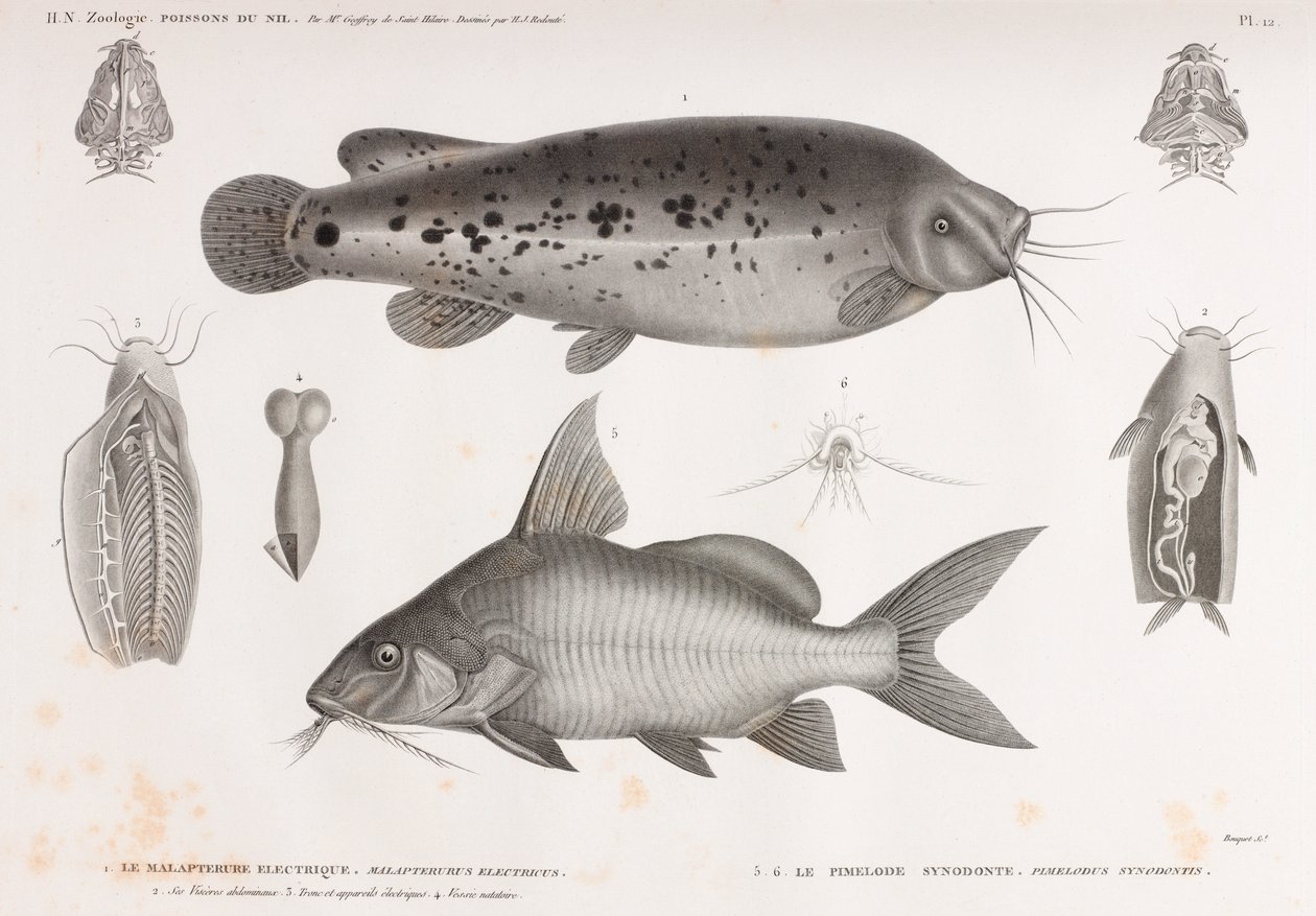 Le Malapterure Electrique & Le Pimelode Synodonte by Unbekannt