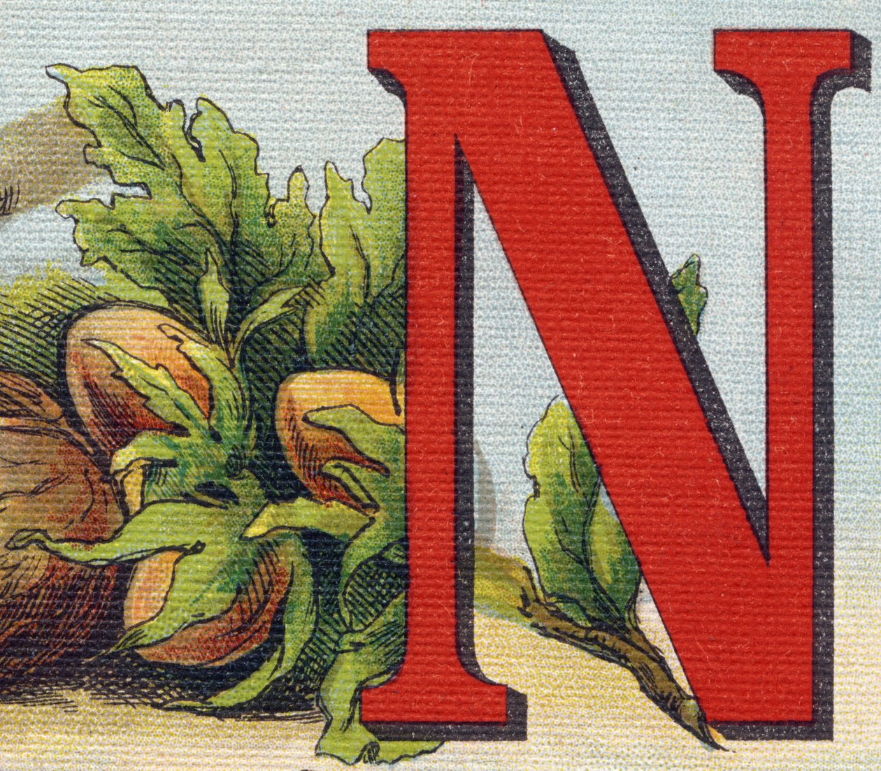 Letter N: hazelnuts by Unbekannt