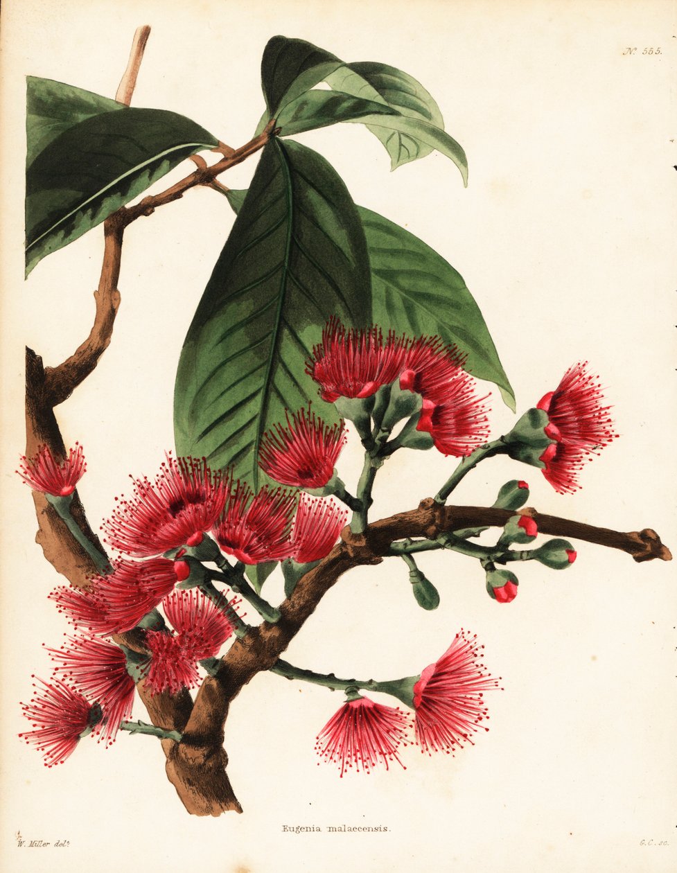 Malay Rose Apple, Syzygium malaccense (Botanical Cabinet) by Unbekannter Künstler