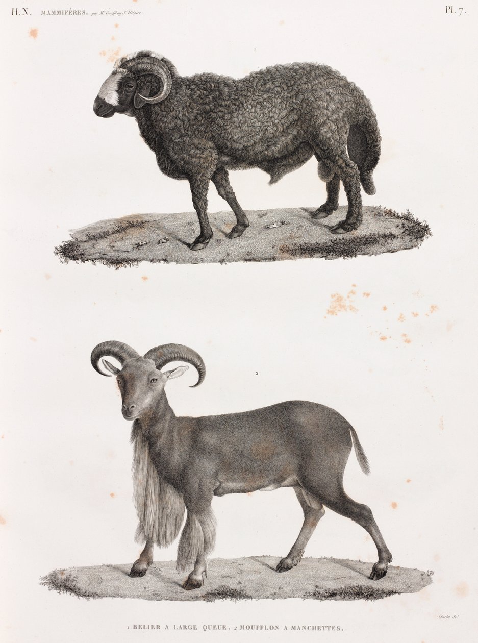 Mammals: A Ram with a Large Tail and a Barbary Sheep by Unbekannt