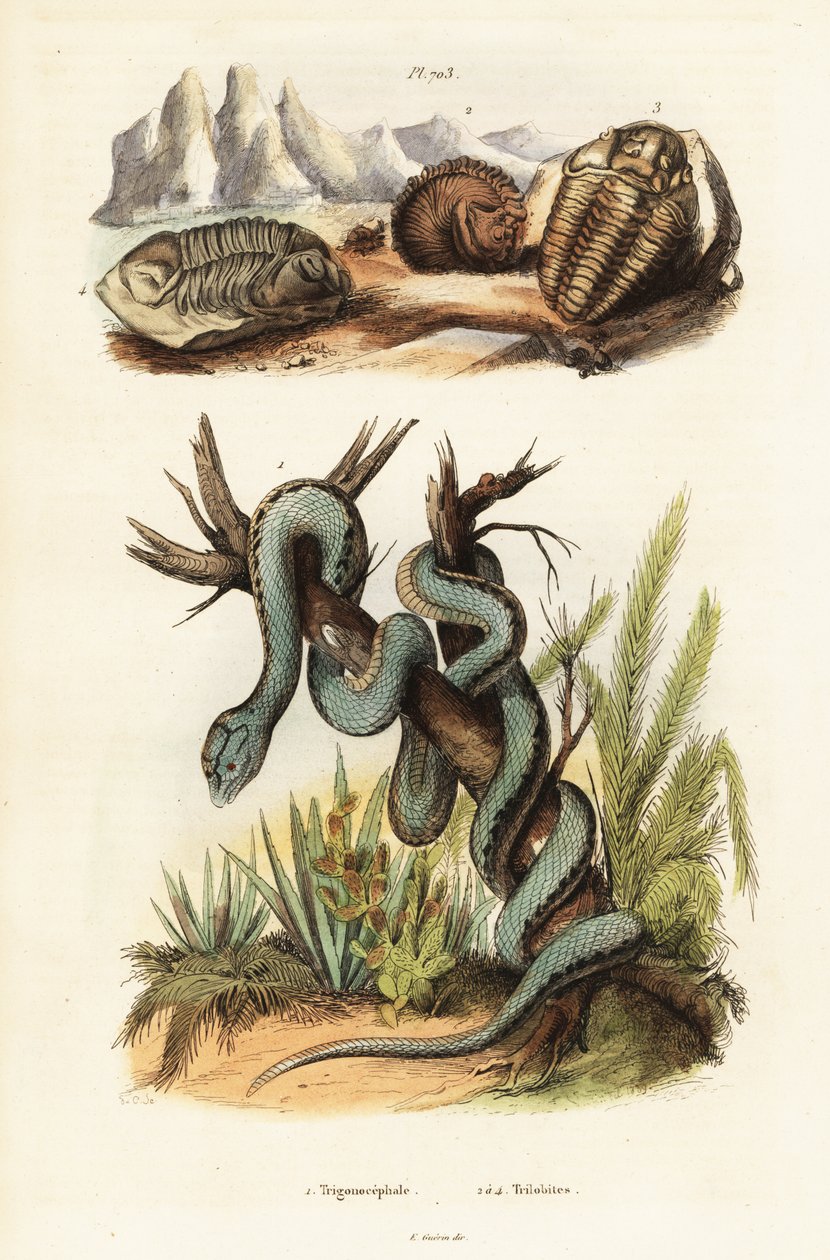 Martinican Pit Viper and Extinct Trilobites by Unbekannter Künstler