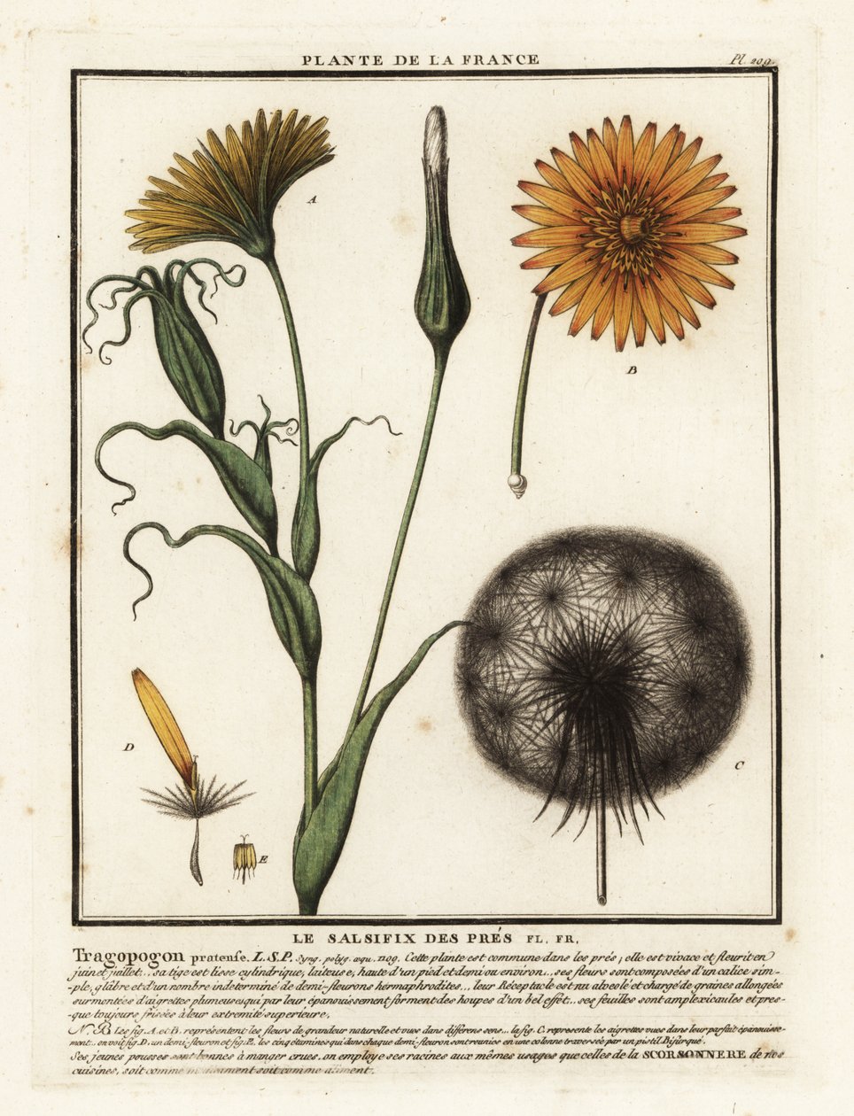 Meadow salsify, Tragopogon pratensis by Unbekannter Künstler