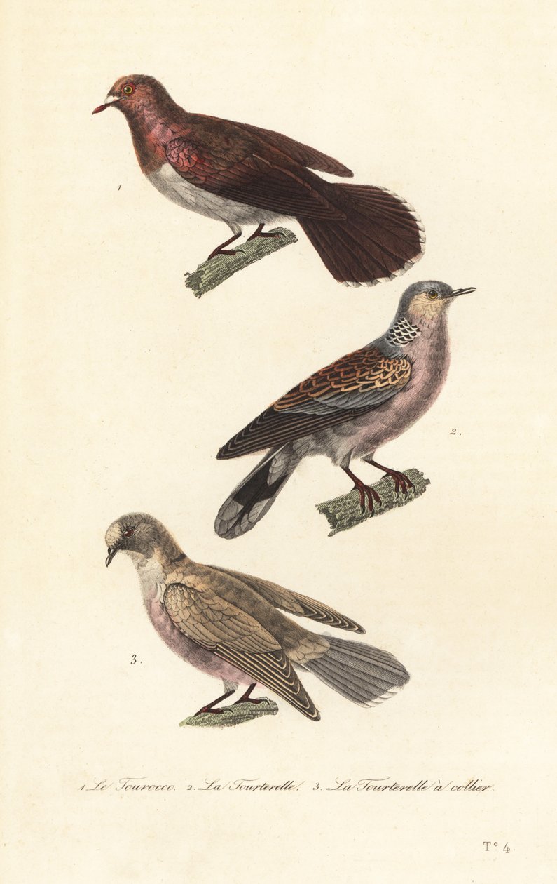 Mourning dove, turtle dove and red-eyed dove by Unbekannter Künstler