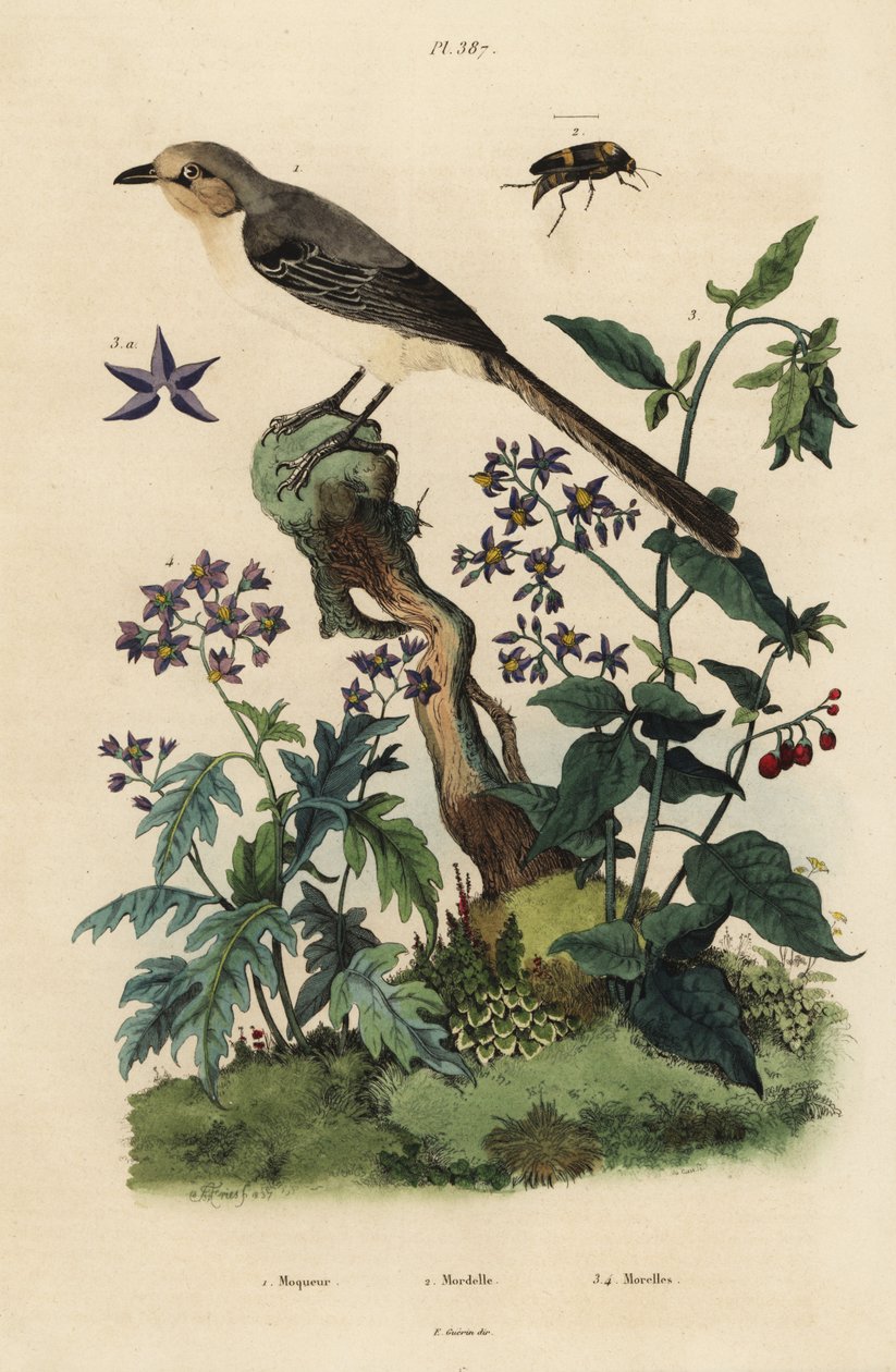 Northern mockingbird, bittersweet nightshade, Solanum quercifolium, Mordella fasciata beetle by Unbekannt