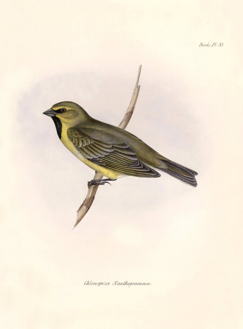 Ornithology: Chlorospiza xanthogramma Description of a passerine by Charles Darwin observed during his expedition aboard the Beagle. Plate from The zoology of the voyage of H.M.S. Beagle. Flight. III, Birds described by John Gould by Unbekannter Künstler