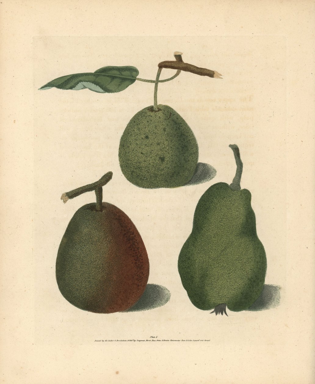 Pear varieties, Pyrus communis: Cressan, Gansell's Bergamot and Summer ...