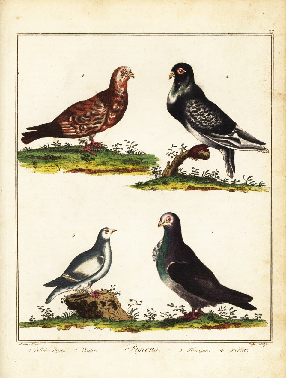 Turbit Pigeon Turbit Pigeon Nate's Pigeon Portraits #pigeon