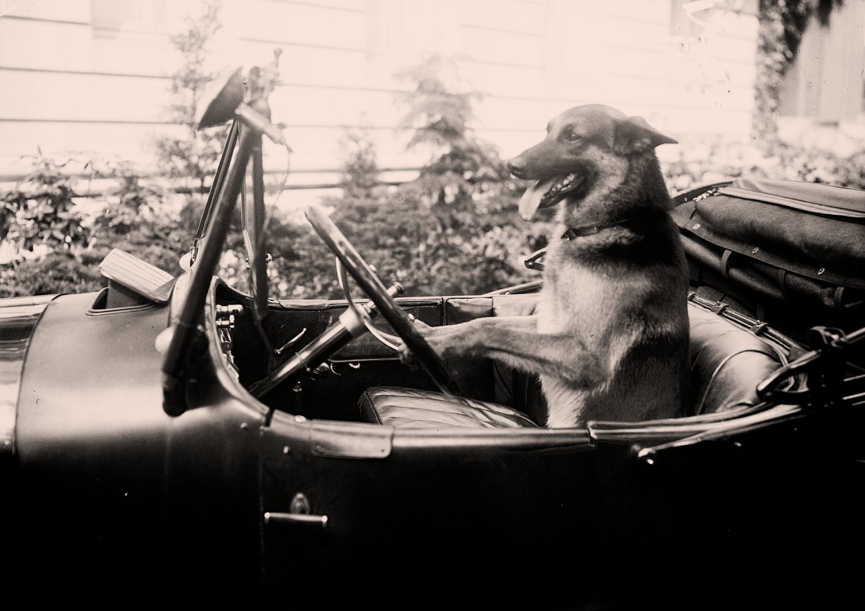 Prize winning Police dog Alex behind the wheel of a car by 