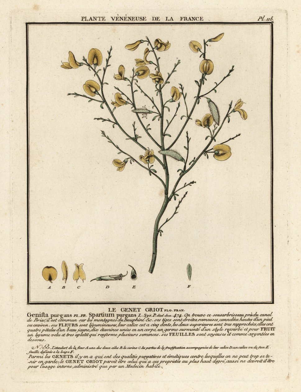 Purging Broom, Cytisus purgans by Unbekannter Künstler
