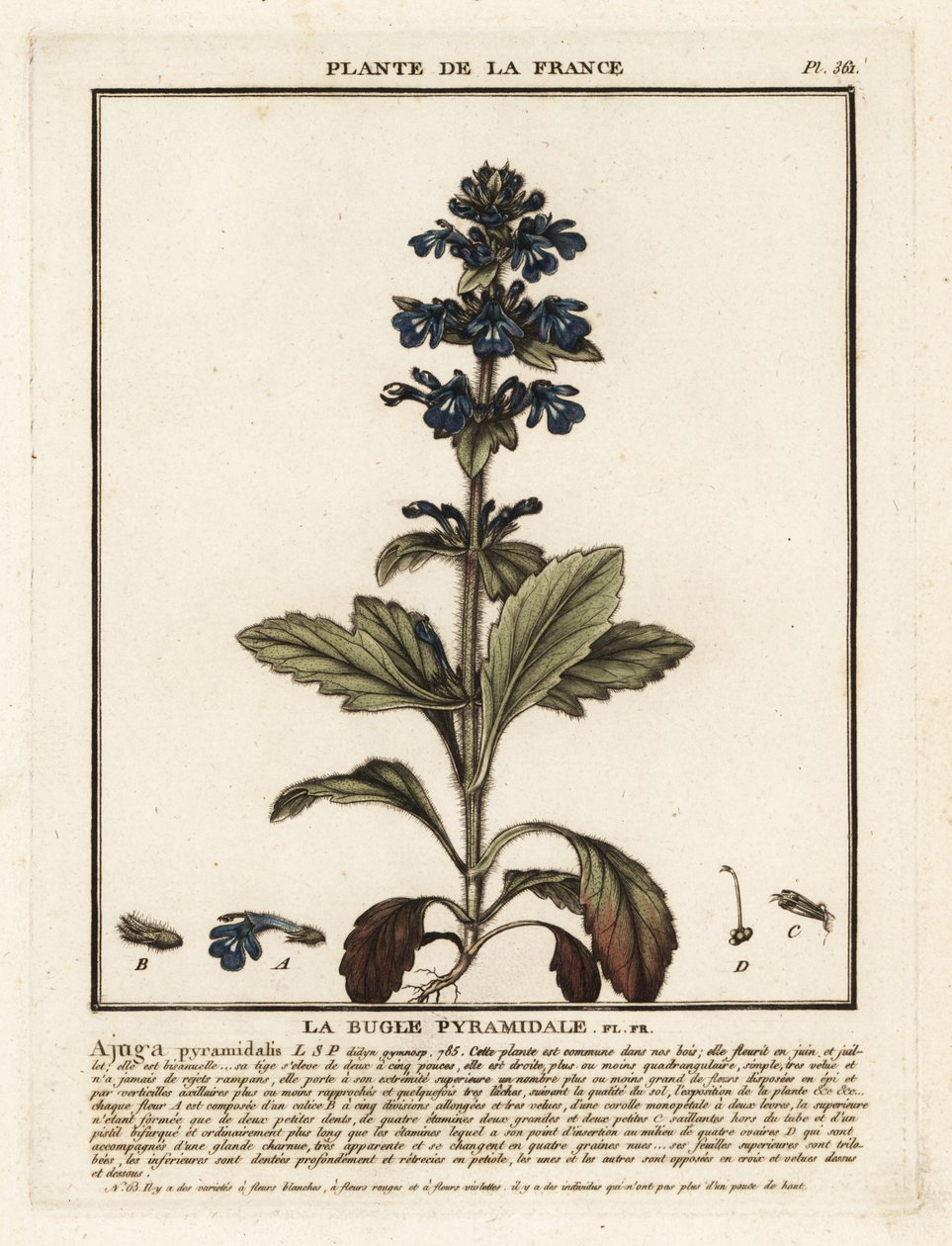 Pyramidal Bugle, Ajuga pyramidalis by Unbekannter Künstler