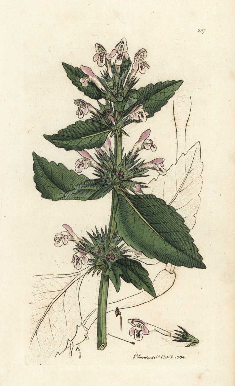 Red Hemp-nettle, Galeopsis tetrahit (Smith