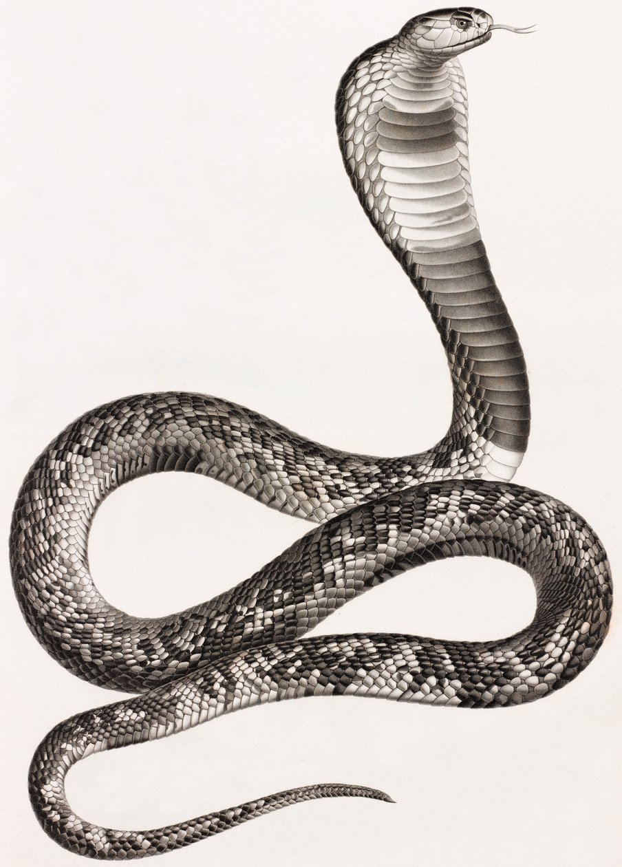 Reptiles: An Asp by Unbekannt