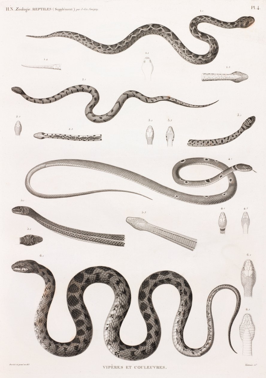 Reptiles: Vipers and Snakes by Unbekannt