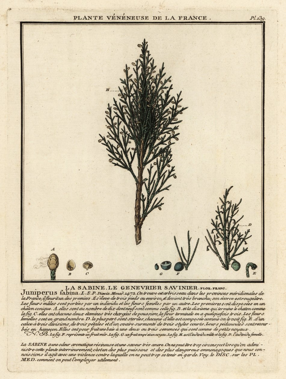 Savin juniper by Unbekannter Künstler