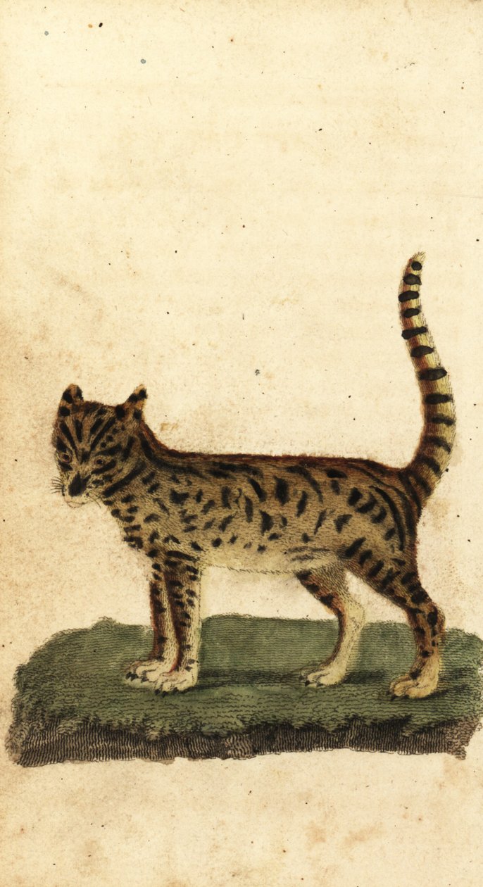 Serval, Leptailurus serval, 1800 (engraving) by Unbekannter Künstler