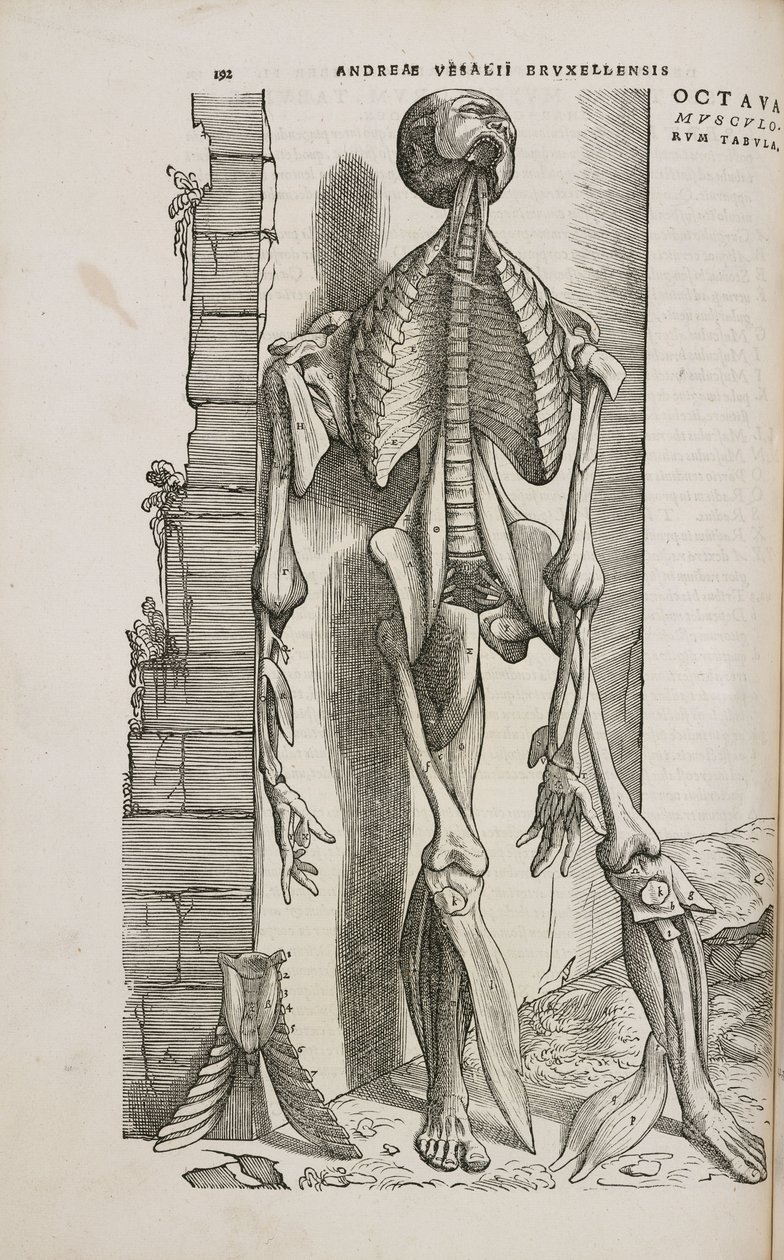 Front view of the bones and deeper muscles of the male human body by Unbekannt