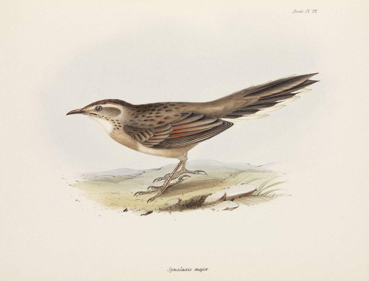 Spinetail, South America, c. 1832-1836 by Unbekannter Künstler