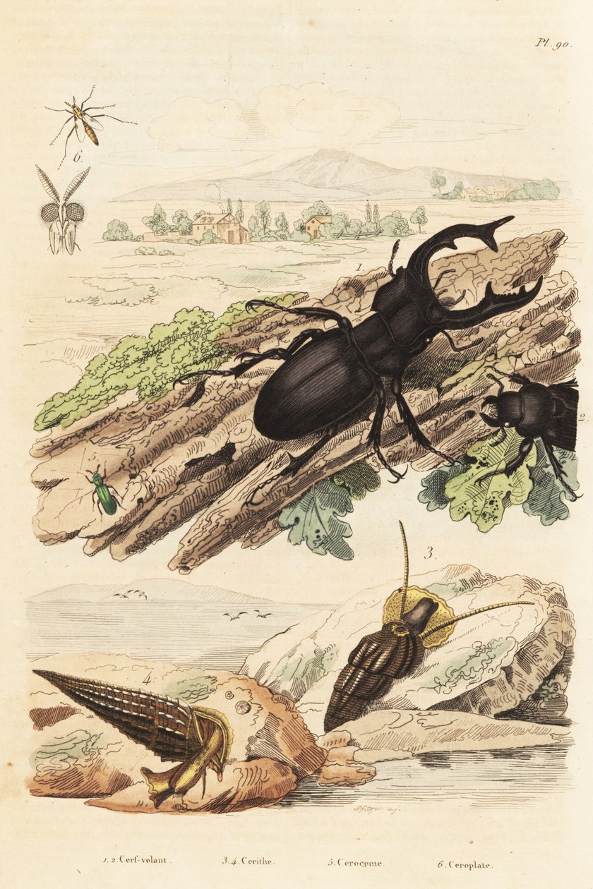 Stag Beetle, Cerithium Sulcatum and Rhinoclavis Aspera Molluscs, Cerocoma Elateroides and Keroplatus Tipuloides Wasp by Unbekannt