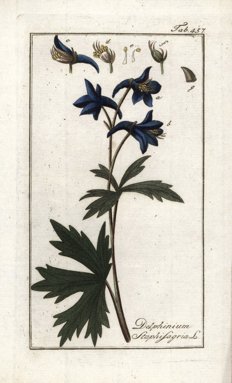 Staphisegar or Herb with Lice, Gouty Grass or Wild Grape, Delphinium staphisagria by Unbekannter Künstler