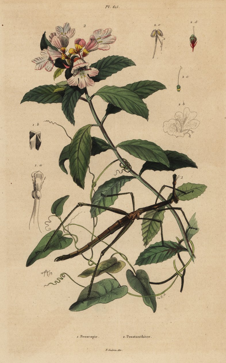 Stick insect and Victorian Christmas bush by Unbekannt