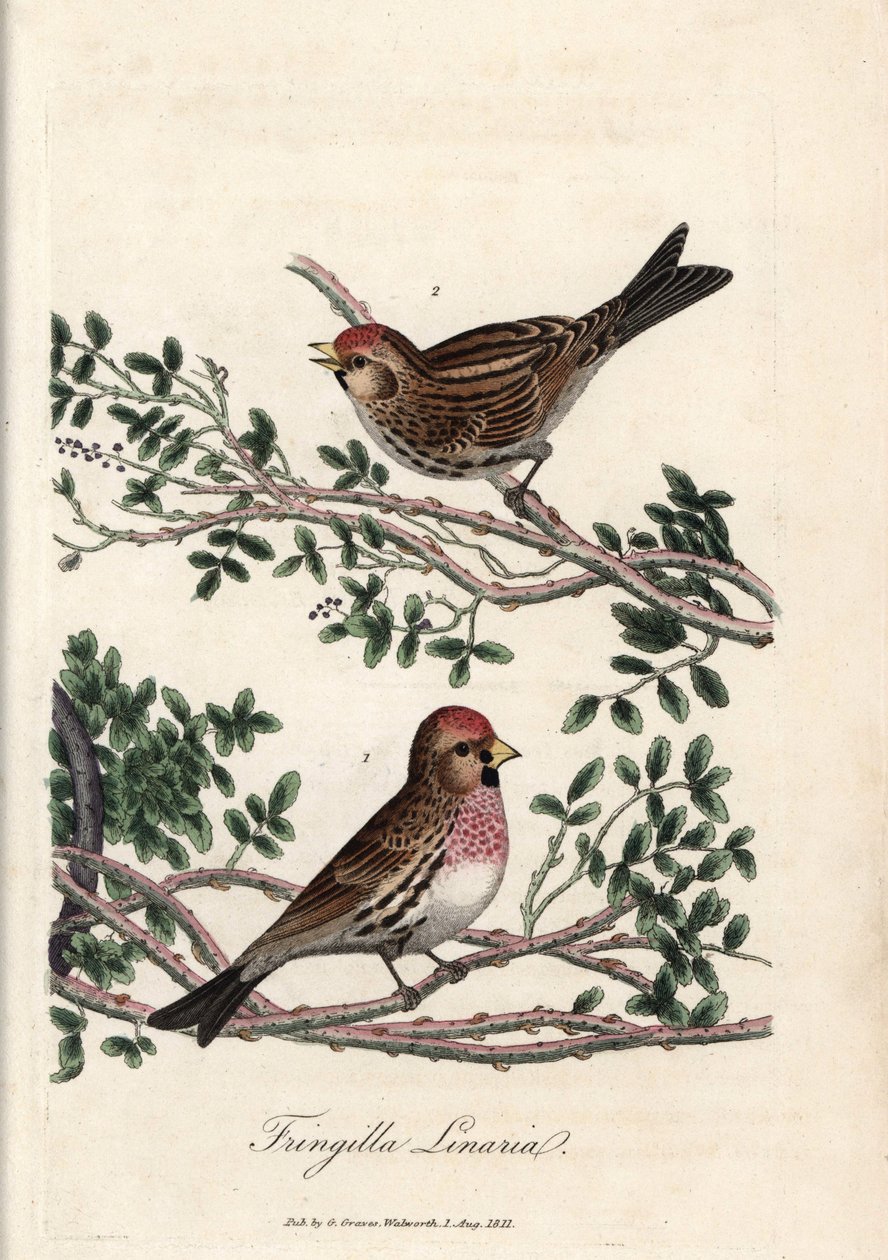 The sizerin or small linnet. Coloured copper engraving by George Graves, in British Ornithology by Unbekannter Künstler