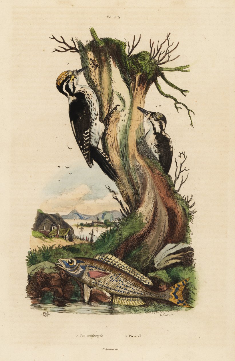 Three-toed woodpecker, Picoides tridactylus, and picarel, Spicara smaris by Unbekannt