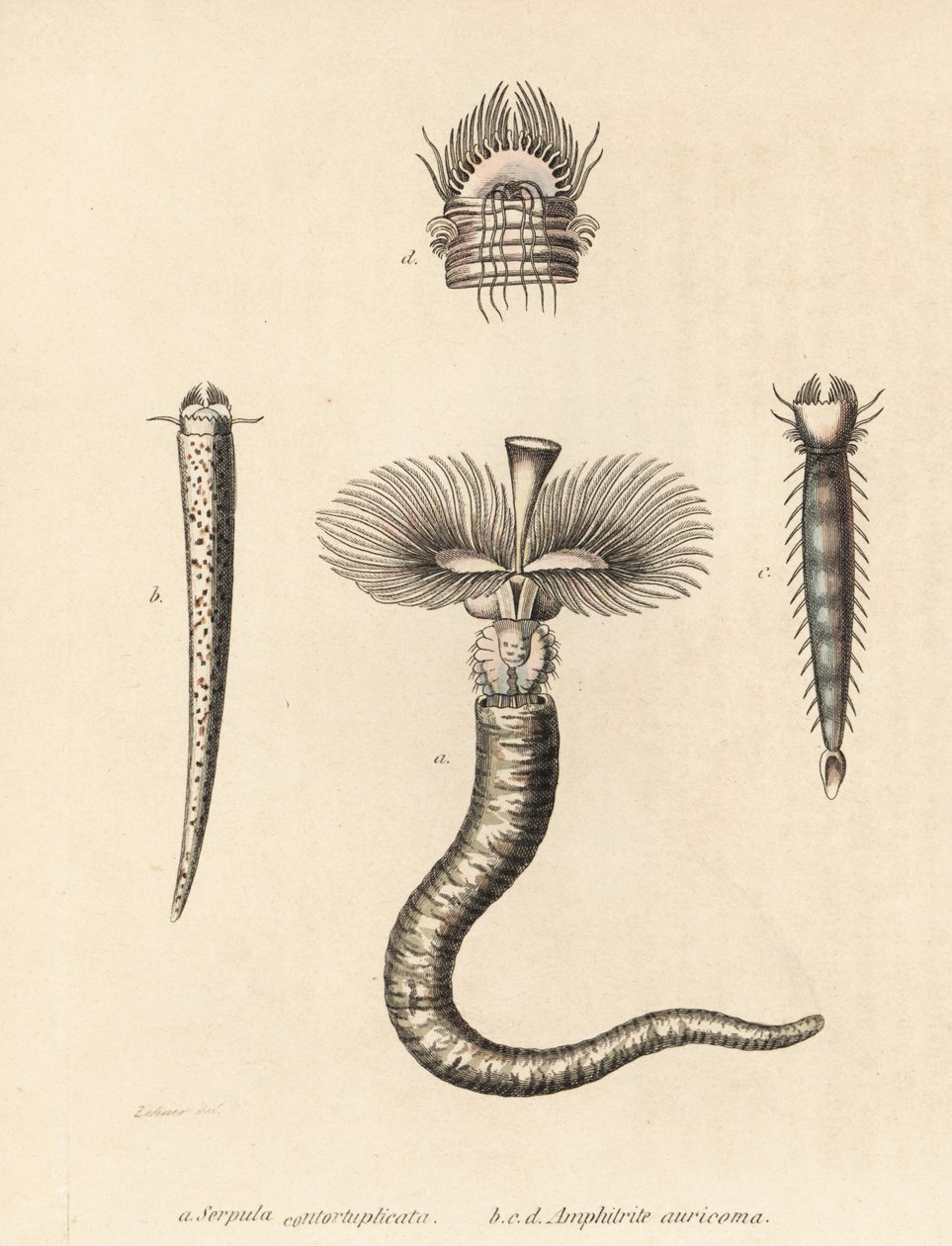 Tubeworm, Serpula vermicularis, and fanworm, Amphictene auricoma. Handcoloured lithograph by Gebhart after an illustration by Zehner from Georg Friedrich Treitschke