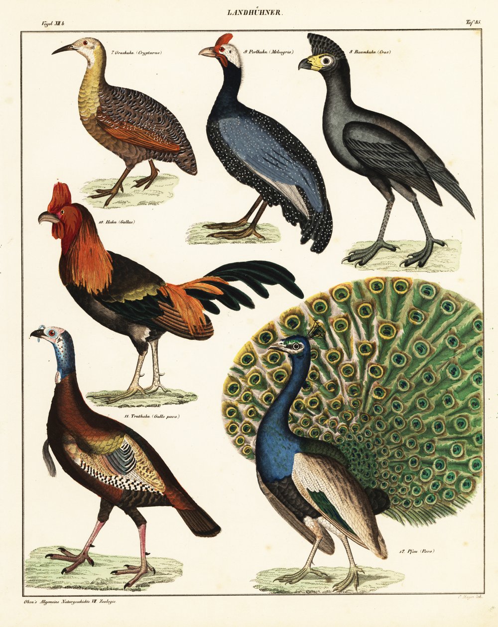 Varieties of Birds, 1841 (lithograph) by Unbekannter Künstler