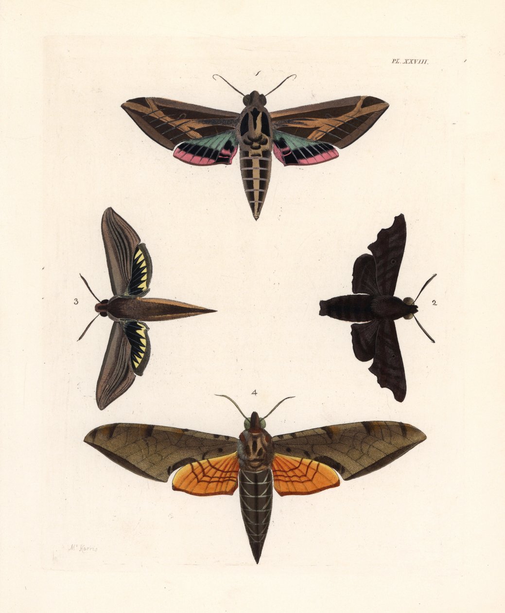 Vine sphinx moth, mournful sphinx, tersa sphinx, and streaked sphinx by Unbekannter Künstler