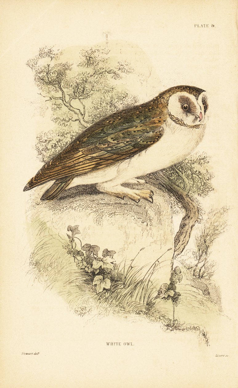 White Owl or Barn Owl Perched on a Rock by Unbekannter Künstler