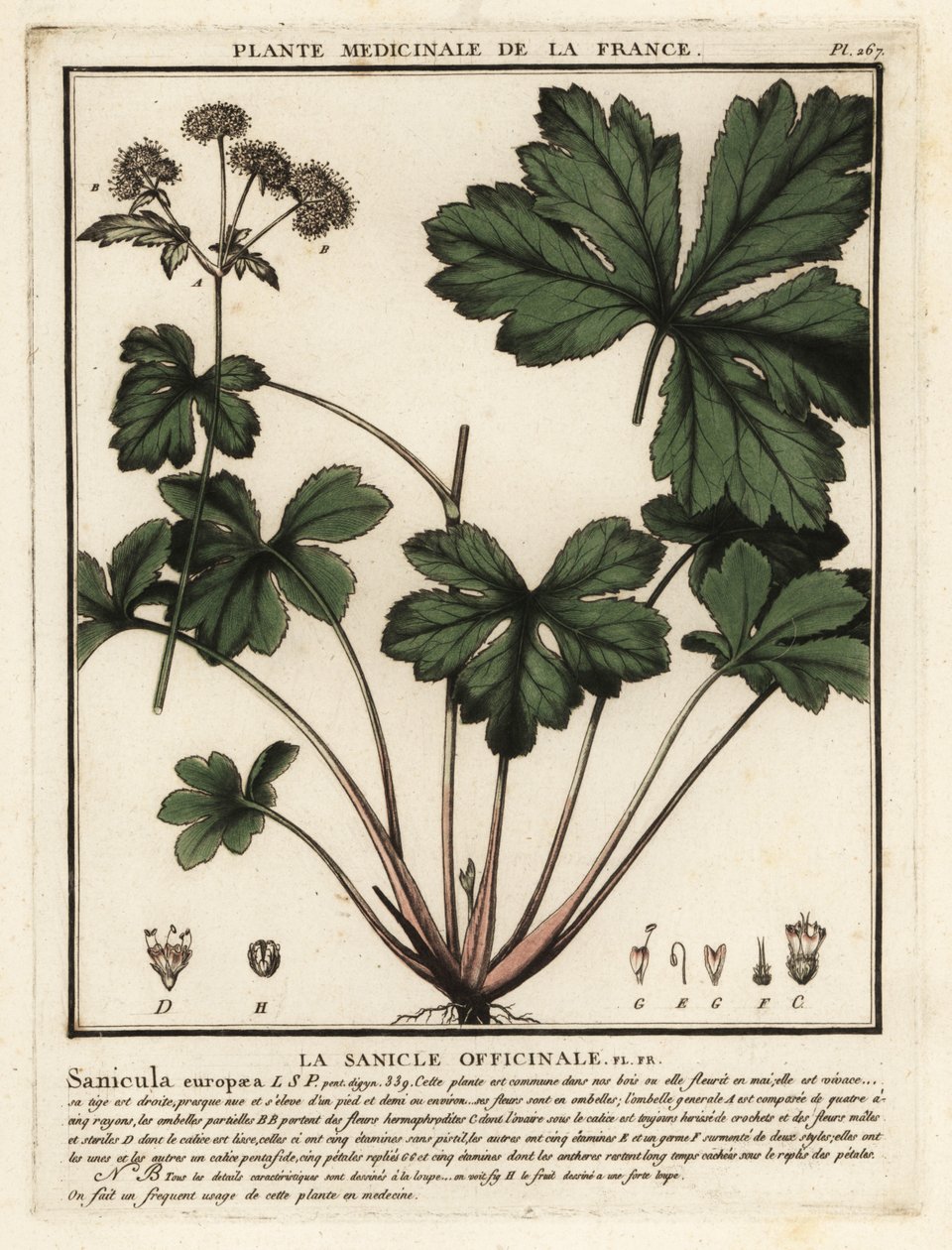 Wood Sanicle, Sanicula Europaea by Unbekannter Künstler