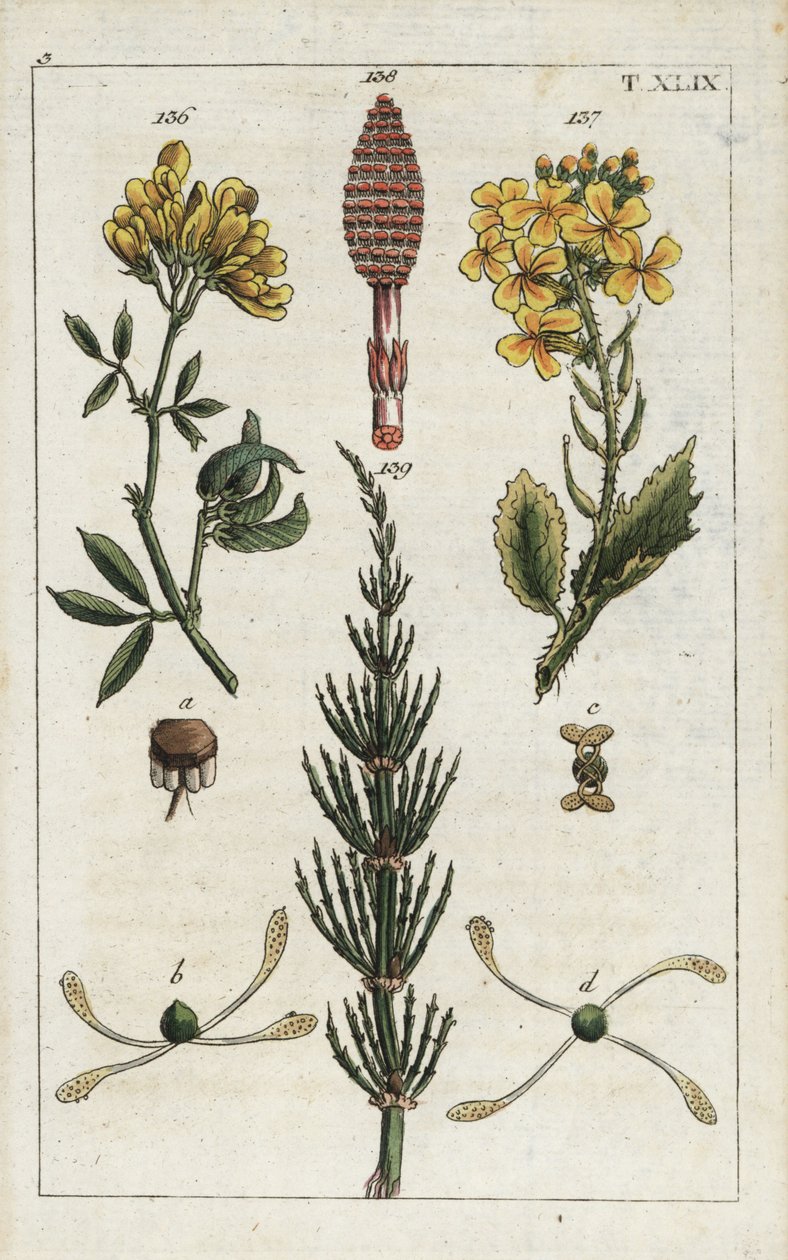 Yellow Alfalfa, Medicago falcata, Wild Radish, Raphanus raphnistrum, and Field Horsetail, Equisetum arvense by Unbekannter Künstler