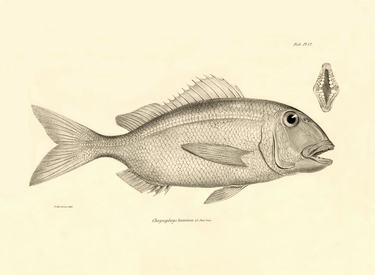 Zoology: representation of the fish Chrysophrys taurina described by Charles Darwin on his voyage aboard the Beagle. Plate from The zoology of the voyage of H.M.S. Beagle under the command of Captain Fitzroy during the years 1832-1836 by Unbekannter Künstler