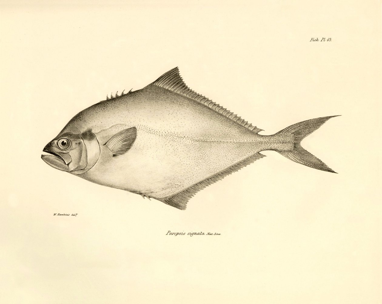 Zoology: representation of the fish Paropsis signata described by Charles Darwin during his voyage aboard the Beagle. Plate from The zoology of the voyage of H.M.S. Beagle under the command of Captain Fitzroy during the years 1832-1836 by Unbekannter Künstler