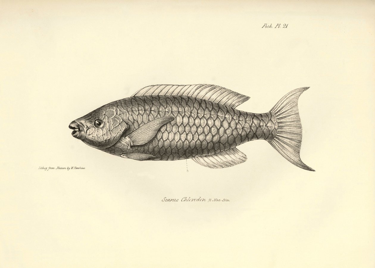 Zoology: representation of the fish 