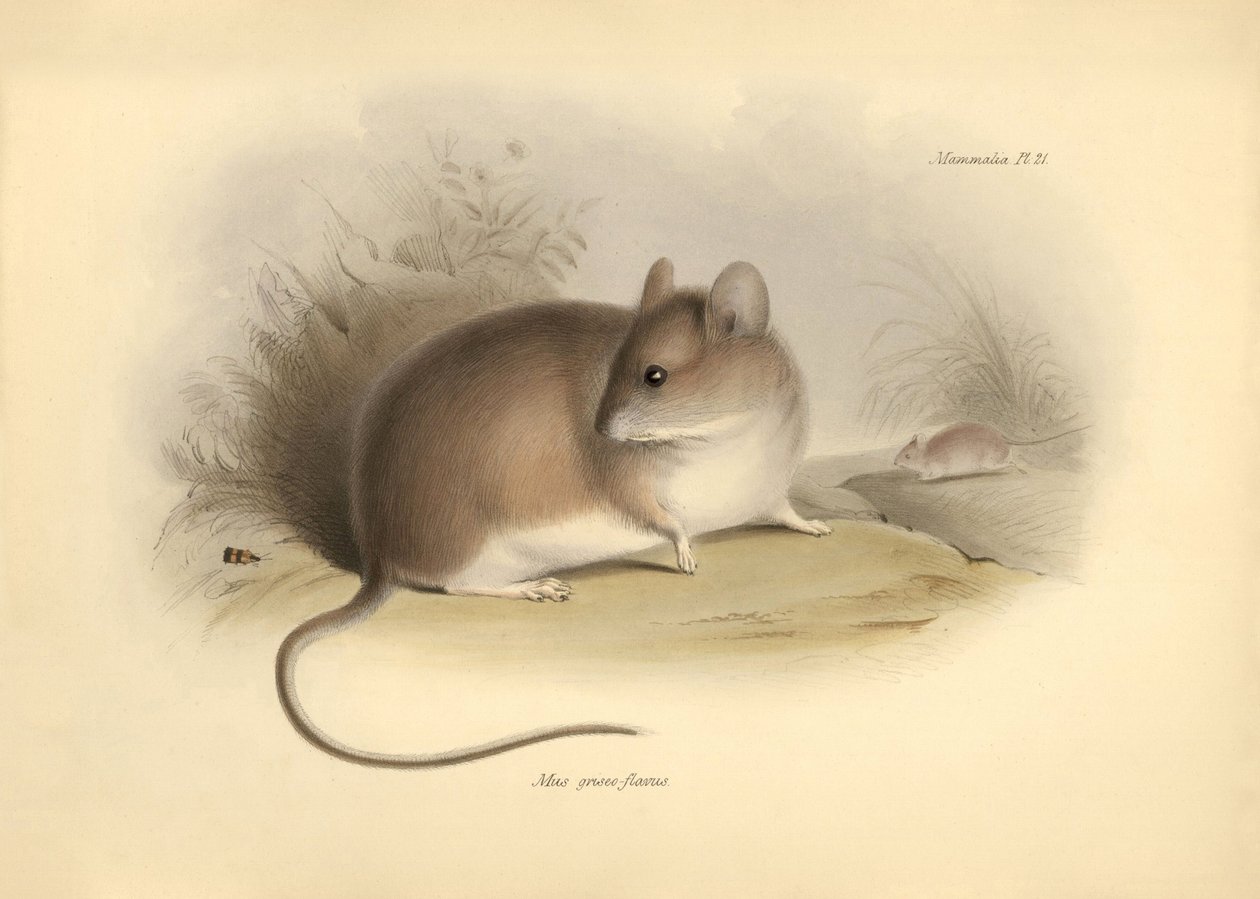 Zoology: the Mus griseoflavus or leaf mouse described by Charles Darwin during his exploration journey aboard the Beagle. Plate from The Zoology of the voyage of H.M.S. Beagle under the command of Captain Fitzroy during the years 1832 to 1836 by Unbekannter Künstler