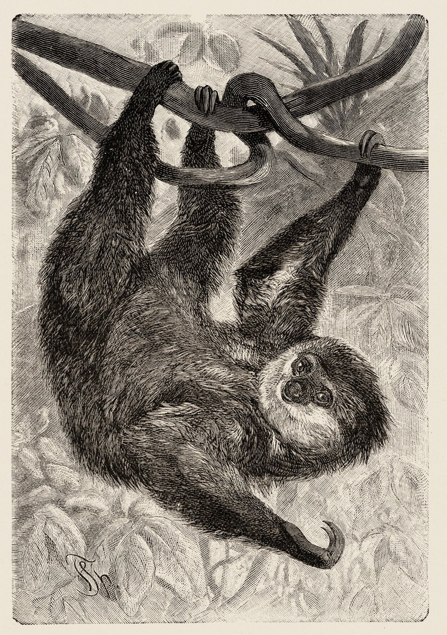 Zoology: Unau or Lazy Described and Illustrated by Carlo Vogt and Federico Specht in 