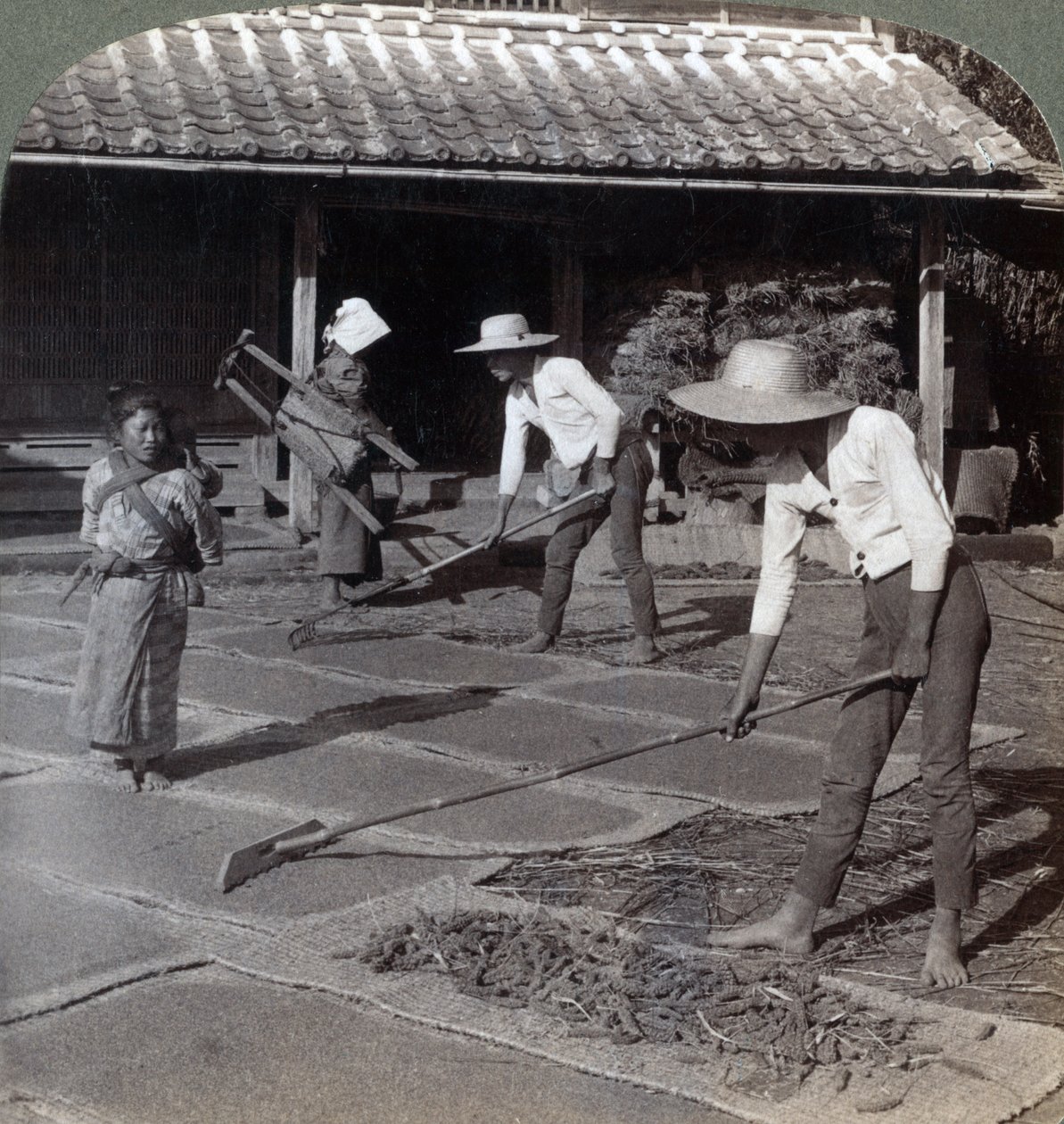 Farmers with Bamboo Rakes Spreading Millet on Mats to Dry for Winter, near Yokohama, Japan, 1904 by Underwood and Underwood
