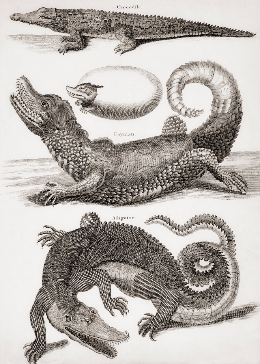 Crocodilia: Crocodile, Caiman and Alligator by Unbekannt Unbekannt