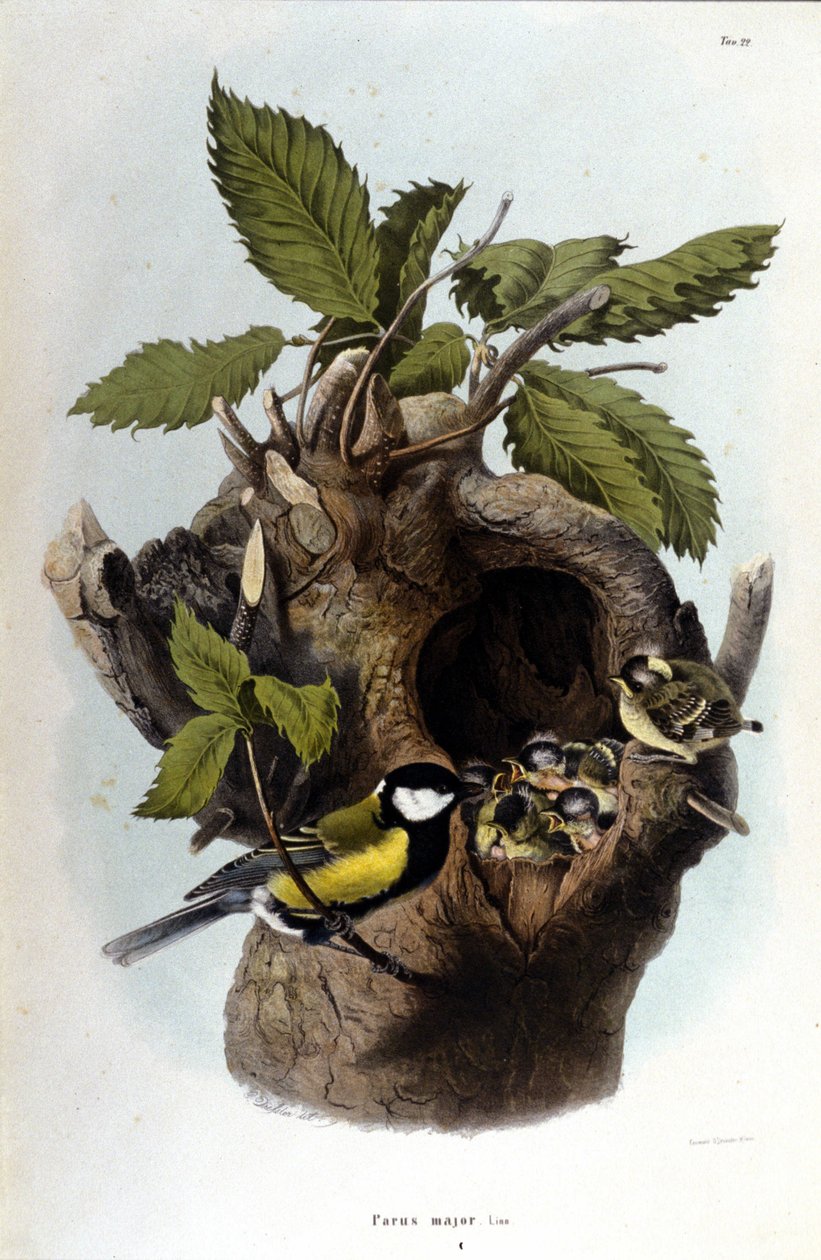 A board representing a common bird (or sparrow) near its nest by Unknown artist