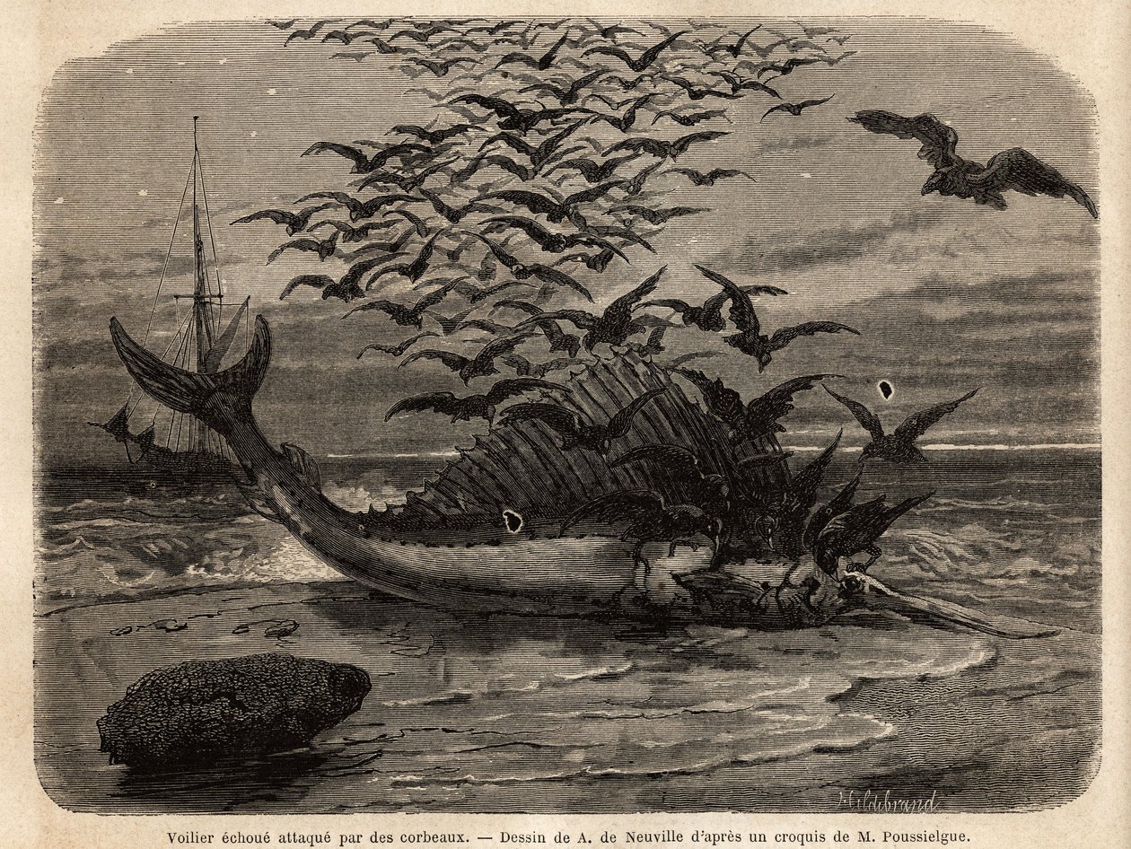 A cosmopolitan sailboat, the fastest fish in the world, thanks to its ...