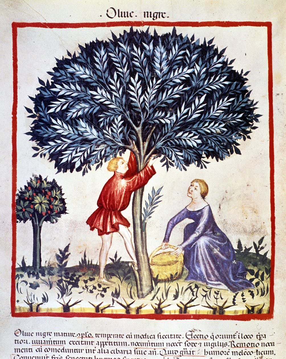 A man climbs on an olive tree to pick black olives. Illumination from the milking of medicine and dietetics 