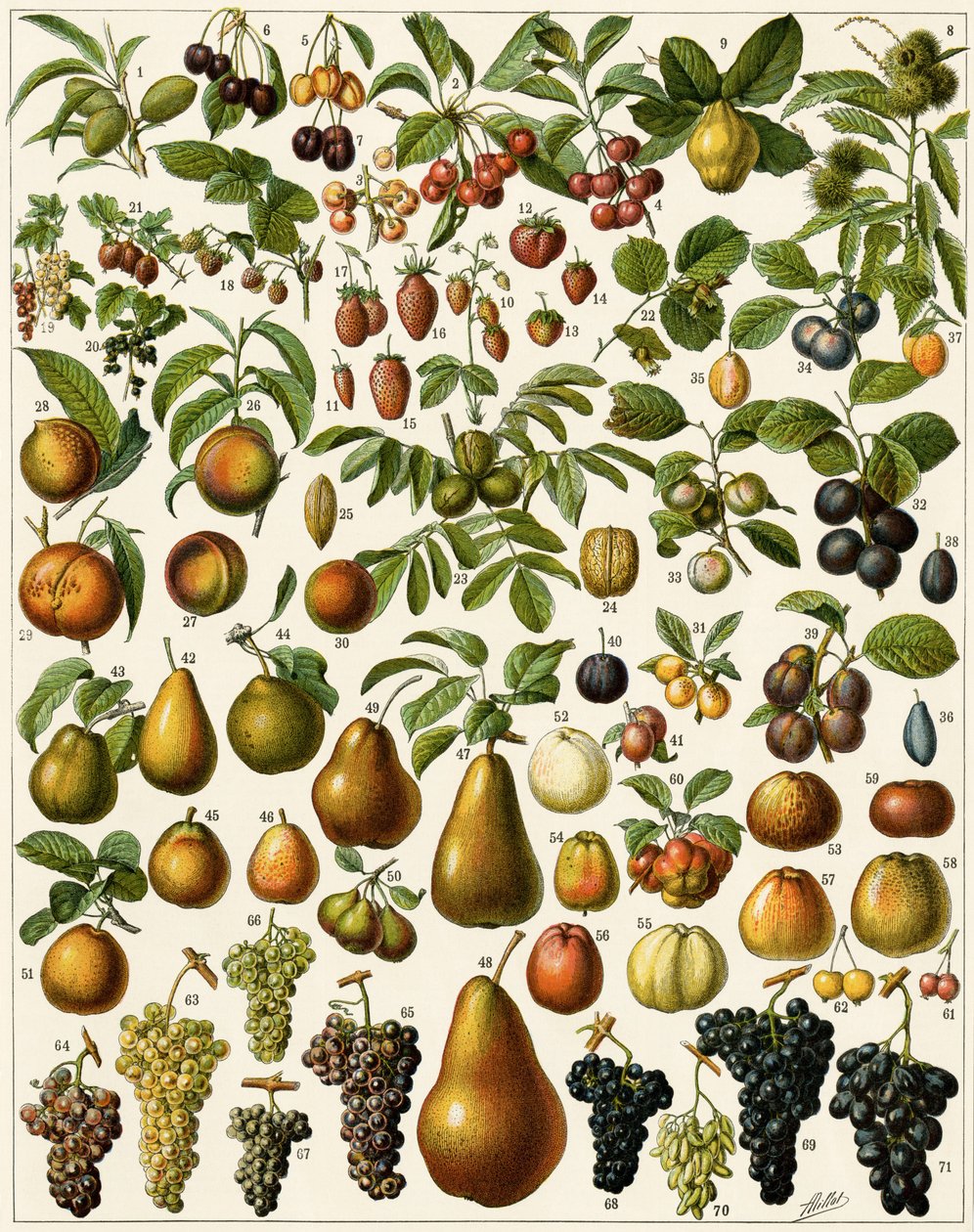 Agriculture: Botanical board representing edible fruits (cherry, raspberry, strawberry, blueberry, peach, apricot, nuts, grapes, pear, hazelnut, fig, apple, plum) by Unknown artist