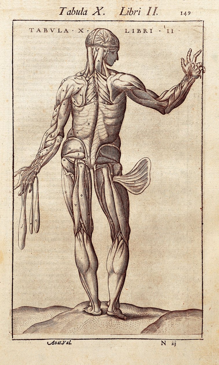 Anatomical board representing a man on the back (engraving in 