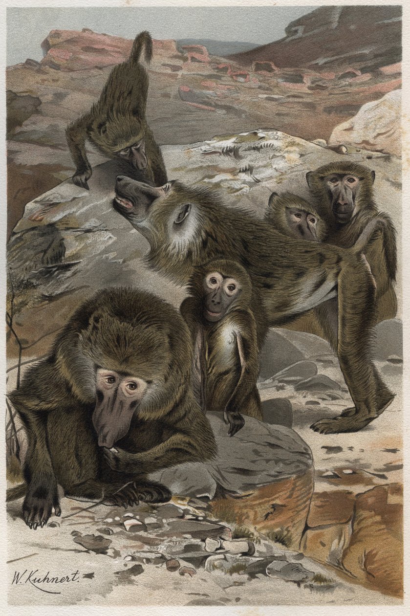Baboon - Engraving from 