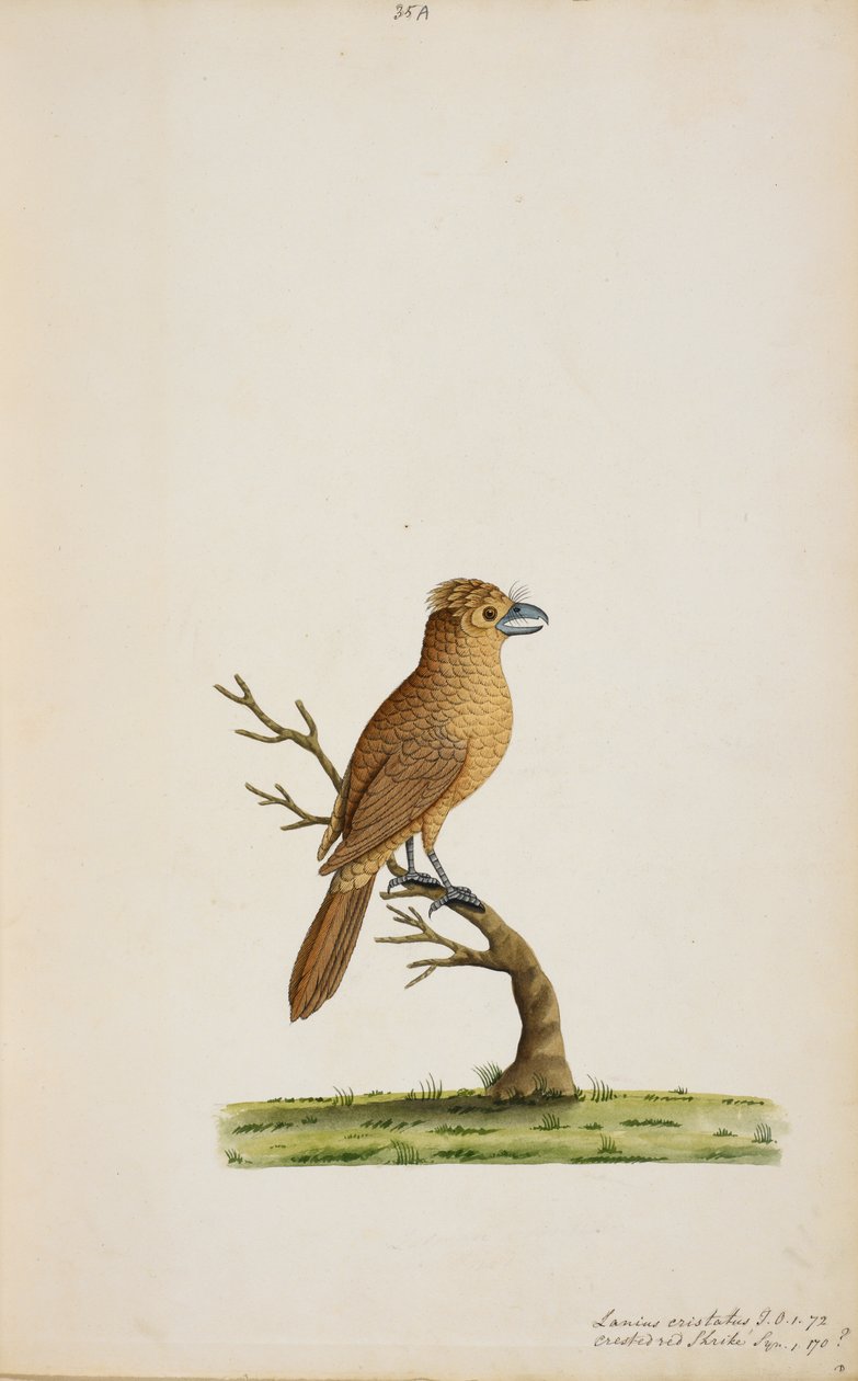 Bird, possibly a species of Flycatcher. Not yet identified, perhaps a type of long-tailed Silky-Flycatcher, 