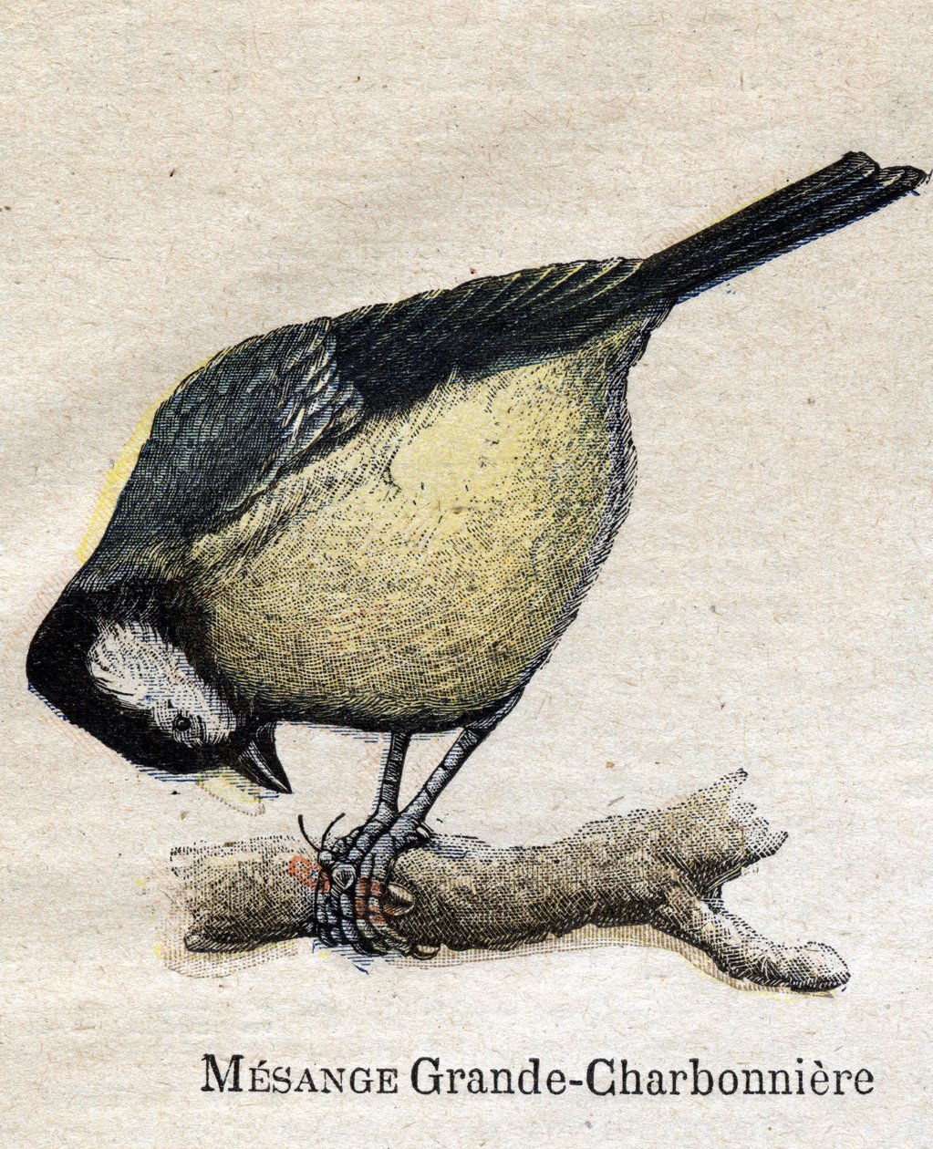 Birds useful for agriculture: Big Chickadee - Coal by Unknown artist